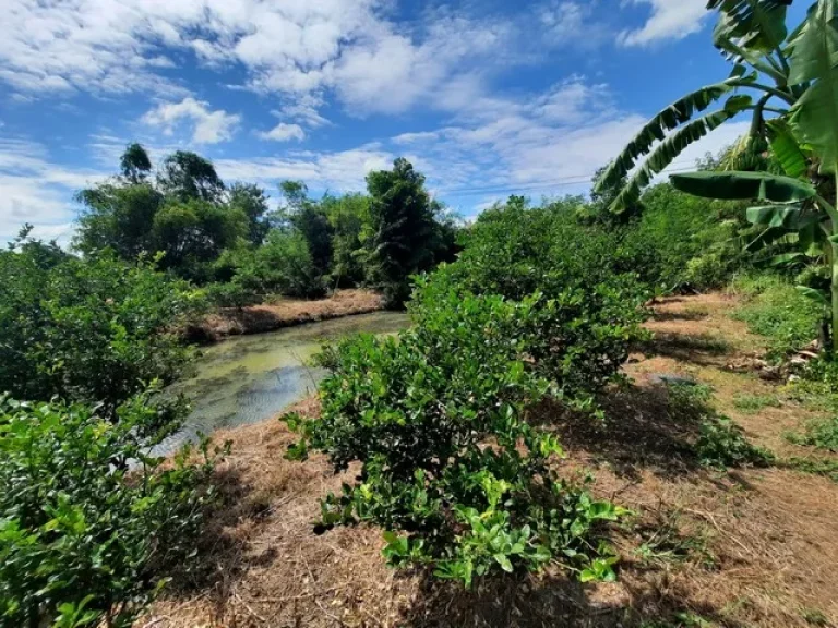 ขายที่ดิน ในคลอง13 ลำลูกกา ตำบลพืชอุดม อำเภอลำลูกกา จังหวัดปทุมธานี