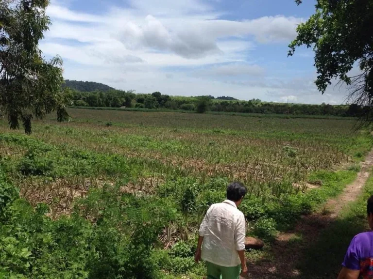 ขายที่ดินระยอง 16 ไร่ ติดถนนสุขุมวิท น้ำ - ไฟ พร้อมใช้ อแถลง จ ระยอง ราคาต่อรองได้