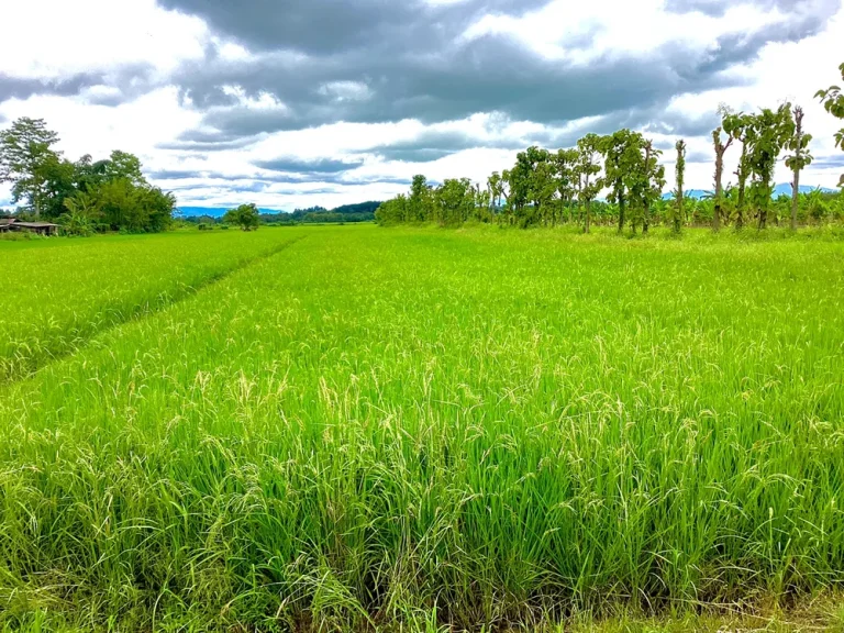 ที่ดินแปลงสวย ตำบลเวียงชัย ขายต่ำกว่าราคาประเมิน ทำเลดี เดินทางสะดวก อยู่ไม่ไกลตัวเมืองเชียงราย