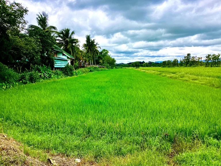 ที่ดินแปลงสวย ตำบลเวียงชัย ขายต่ำกว่าราคาประเมิน ทำเลดี เดินทางสะดวก อยู่ไม่ไกลตัวเมืองเชียงราย