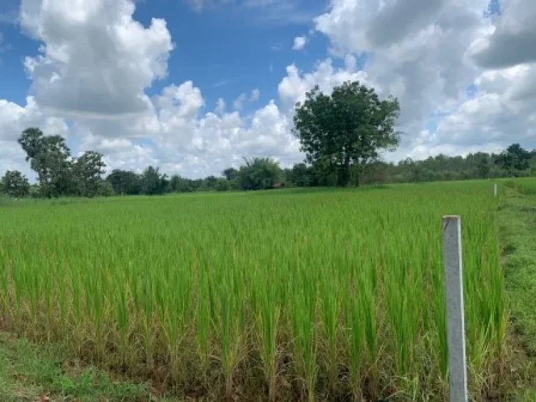 ขายที่ดิน 1-0-0 THB1500000 สามพร้าว เมือง อุดรธานี