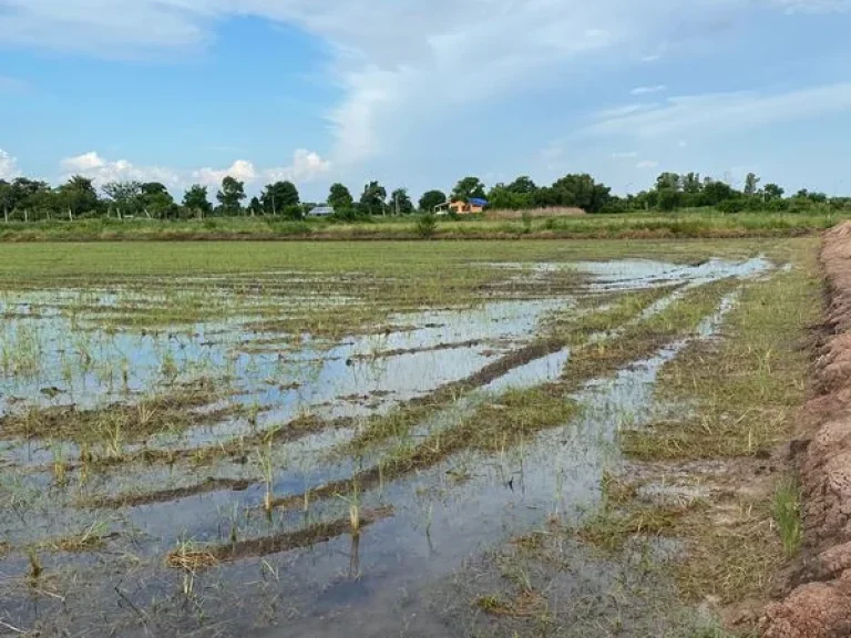 ที่ดิน 8 ไร่ 3 งาน โฉนดครุฑแดง อบางสมบูรณ์ จังหวัดนครนายก แปลงติดถนนสองด้าน