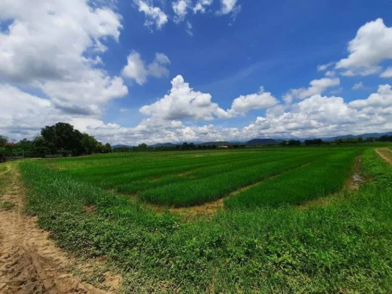 ขายที่ดินวิวทุ่งนา ป่าป้อง ดอยสะเก็ต ราคาถูก