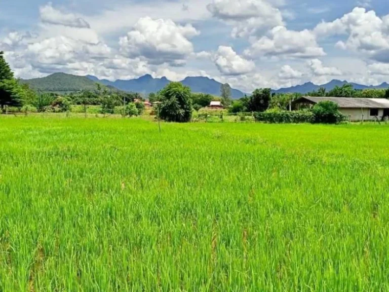 ขายที่ดิน ทุ่งนา วิวดอยหลวงเชียงดาว วิวดอยนางเชียงดาว จเชียงใหม่