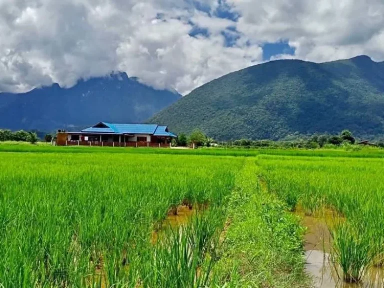 ขายที่ดิน ทุ่งนา วิวดอยหลวงเชียงดาว วิวดอยนางเชียงดาว จเชียงใหม่