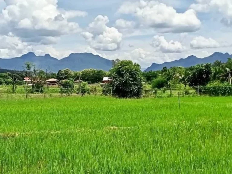 ขายที่ดิน ทุ่งนา วิวดอยหลวงเชียงดาว วิวดอยนางเชียงดาว จเชียงใหม่