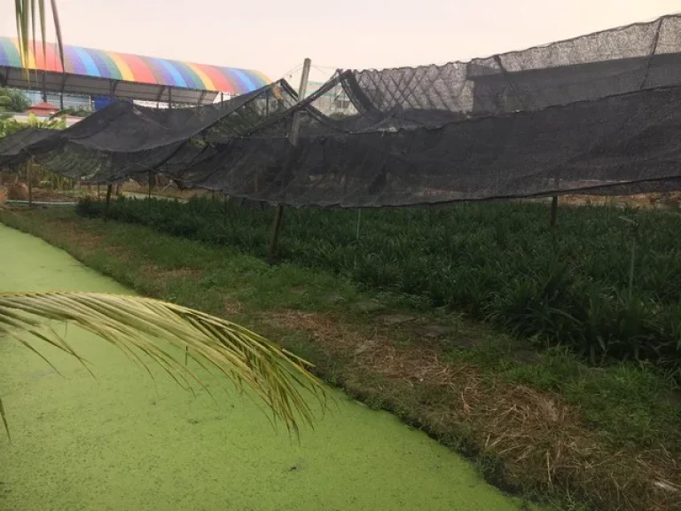 ขาย ที่ดิน 1 ไร่ ติดถนนพุทธมณฑลสาย 3 เพียง 100 เมตร แปลงสี่เหลี่ยม เหมาะทำบ้านจัดสรร หรือ อยู่อาศัย