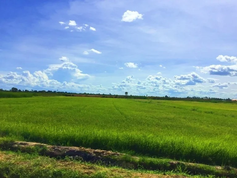 ขายที่ดินเนื้อที่ 4 ไร่ ทางเข้าวัดโรงเรียนวัดปทุมทองสุทธาราม สุพรรณบุรี