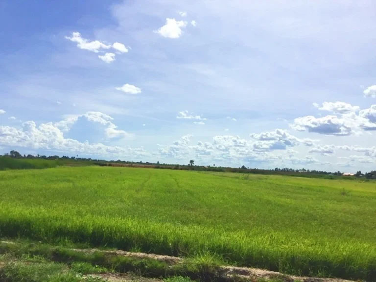 ขายที่ดินเนื้อที่ 4 ไร่ ทางเข้าวัดโรงเรียนวัดปทุมทองสุทธาราม สุพรรณบุรี