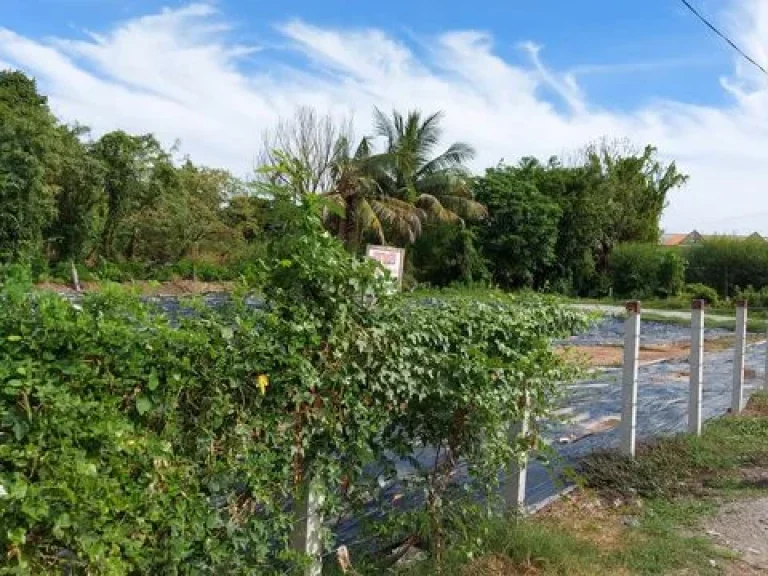 ที่ดินเปล่าถมแล้ว 200 ตรว ตลาดบางใหญ่ ตรงข้ามเซ็นทรัลเวสเกต