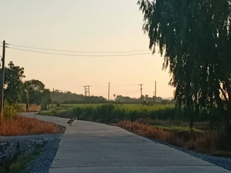 ขายที่ดินโฉนดพร้อมบ้านและไร่ไม้พยุงใน อดอนเจดีย์ จสุพรรณบุรี