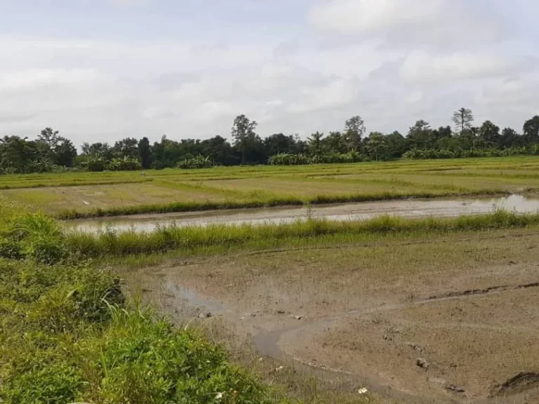 ขายที่ดินติดถนนร้องวัวแดง สันกำแพง เหมาแปลง