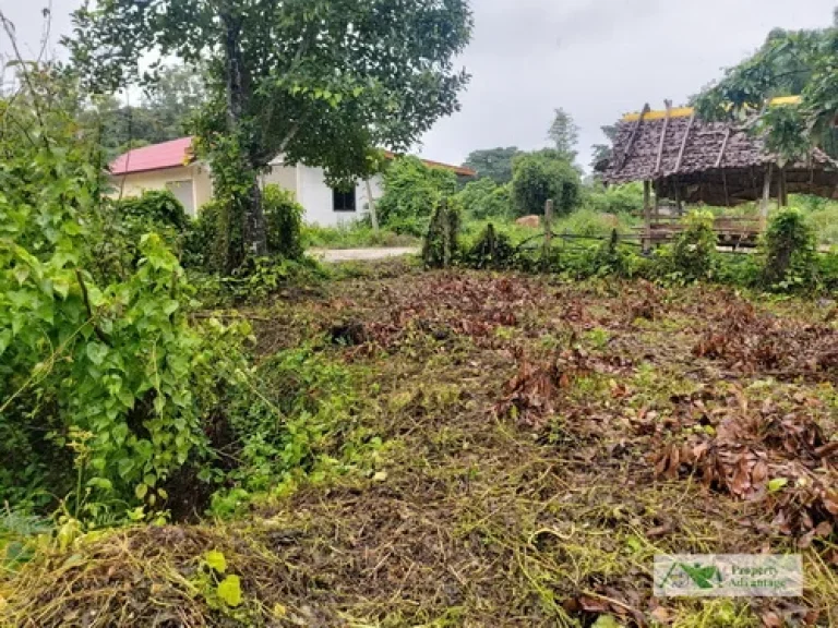 ขายที่ดินเปล่า 210 ตรว ตแม่กา อเมือง จ พะเยา ทำเลดี ราคาถูก