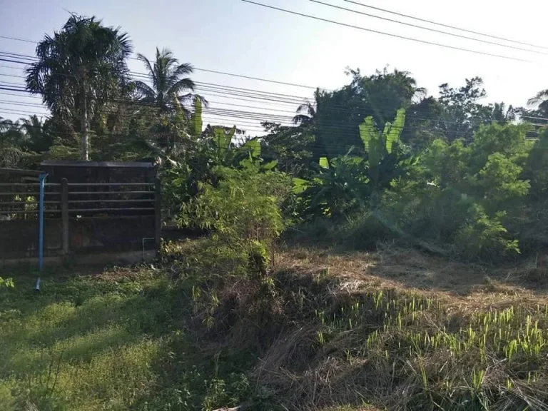 ขายที่ดินติดถนนใหญ่ ตสะพลี อปะทิว จชุมพร