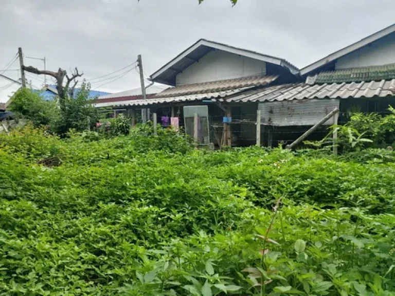 ขายที่ดิน 35 ตรว ทำเลดี ตำบลสุเทพ อำเภอเมือง จังหวัดเชียงใหม่