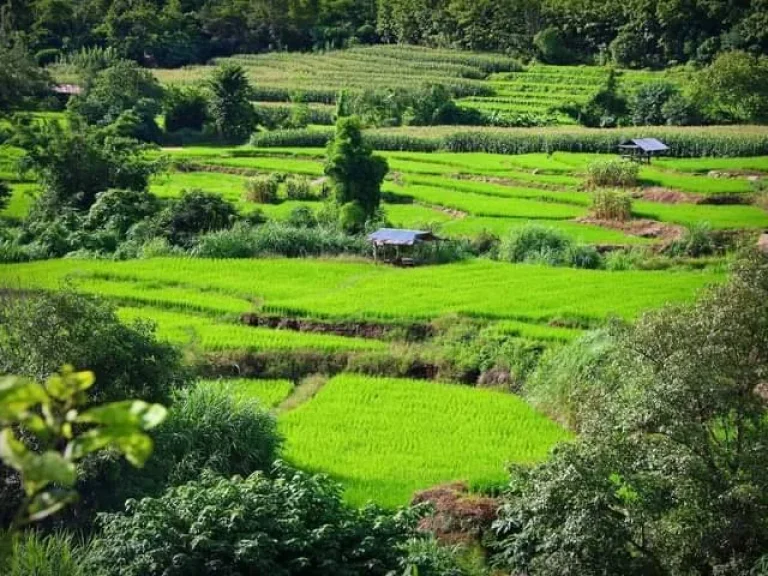 ขายที่ดินวิวขั้นบรรได ท่าผา แม่แจ่ม ติดธารน้ำเชียงใหม่