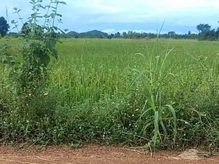 ที่นาแปลงสวย ติดถนน มีแหล่งน้ำ เหมาะทำนา อยู่อาศัยได้ อชนแดน เพชรบูรณ์