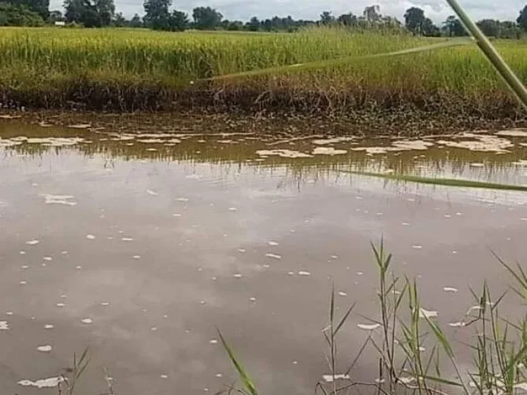 ที่นาแปลงสวย ติดถนน มีแหล่งน้ำ เหมาะทำนา อยู่อาศัยได้ อชนแดน เพชรบูรณ์