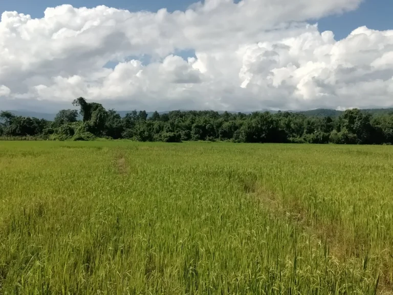 ที่นาวิวสวยว โฉนด เชียงใหม่ ที่ดินดีดีในเชียงใหม่ ที่ดินแม่แตงเชียงใหม่ นาข้าวตำบลสบเปิง แม่แตง วิวมองเห็นธรรมชาติ ติดถนนคอนกรีต