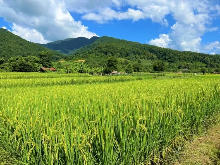 ทุ่งนาขั้นบันได ติดภูเขา บรรยากาศดี วิวสวย เนื้อที่ 1-1-52 ไร่ อปัว