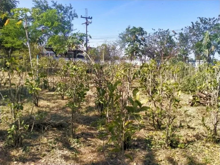 บ้าน พร้อม ที่ดิน จำนวน 5 ไร่ หมู่ 3 ตหนองบัว อบ้านหมอ จสระบุรี สาธารณูปโภคพร้อมอยู่