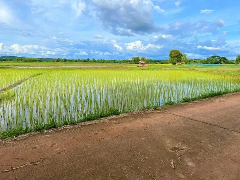 ขายที่นาเหมาะสำหรับปลูกสร้างที่พักอาศัย บรรยากาศดี วิวทุ่งนา ไฟฟ้า ถนน ถึงที่ดิน อเมืองน่าน