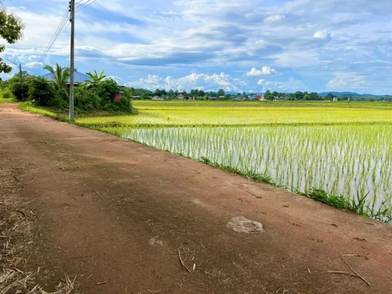 ขายที่นาเหมาะสำหรับปลูกสร้างที่พักอาศัย บรรยากาศดี วิวทุ่งนา ไฟฟ้า ถนน ถึงที่ดิน อเมืองน่าน