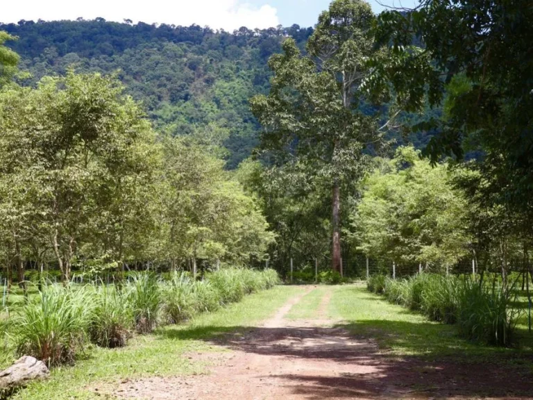 ขายที่เขาใหญ่ 37ไร่ ที่ติดเขาติดน้ำ เนินหอม เมืองปราจีนบุรี มีแหล่งน้ำธรรมชาติ ใกล้ทางขึ้นอุทยานเขาใหญ่ฝั่งปราจีน เหมาะทำโรมแรง ปลูกป่าทำสวน ขายถูก