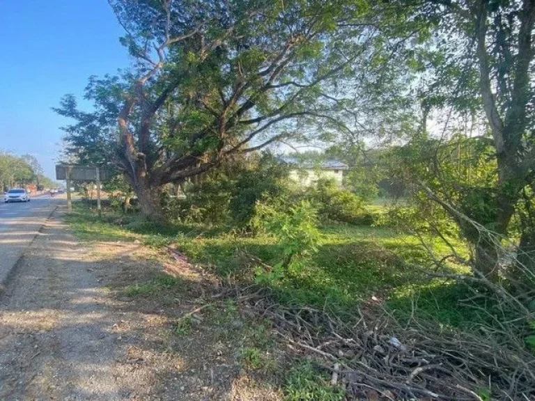 Land for sale อป่าพะยอม จพัทลุงขายที่ดินติดถนนเอเชียฝั่งขาล่อง