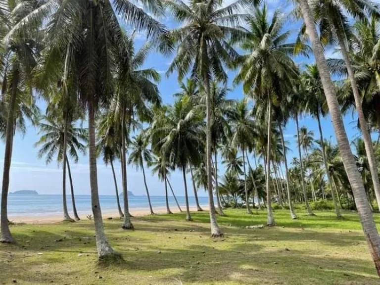 ที่ดินติดทะเลชุมพรหาดทรายรี เหมาะสร้างรีสอรืท บ้านพักตากอากาศ