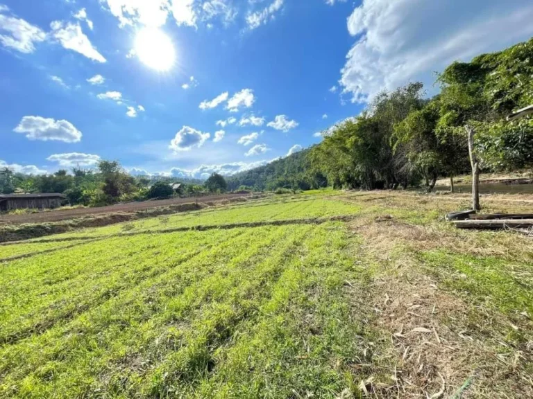 ขายที่ดินบ้านแม่ขานสะเมิงติดลำธารน้ำยาว 100เมตรโฉนด