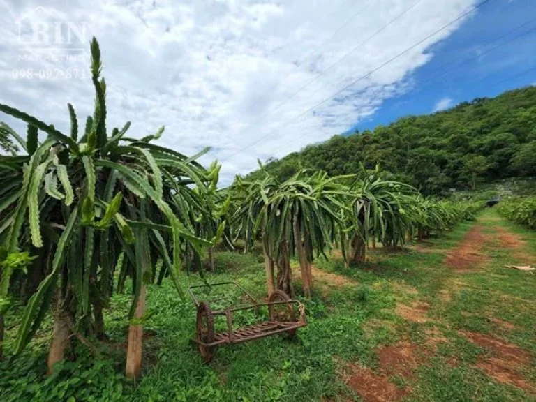 ขายบ้านพร้อมที่ดินเขาใหญ่ปากช่อง ภูเขาโอบล้อม ทำเลดี พร้อมสวนแก้วมังกร