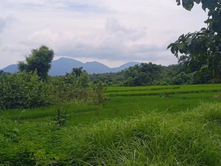 ขายที่ดิน208ไร่ บ้านผาแมว ตำบลหัวเสือ อำเภอแม่ทะ จังหวัดลำปาง