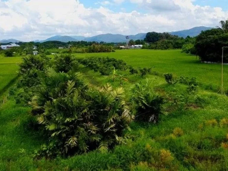 ขายที่ดิน เขตชุมชน ติดถนนลาดยาง ทำเลดี ดอยสะเก็ด เชียงใหม่ เจ้าของขายเอง