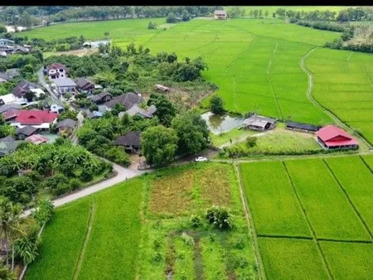 ขายที่ดิน เขตชุมชน ติดถนนลาดยาง ทำเลดี ดอยสะเก็ด เชียงใหม่ เจ้าของขายเอง