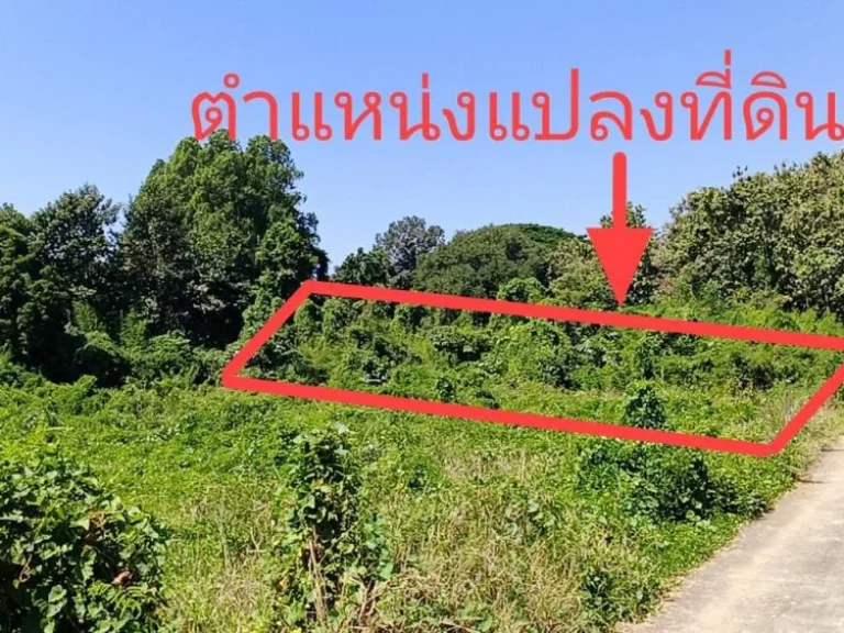 ขายที่ดินสรรคบุรี ตแพรกศรีราชา อสรรคบุรี จชัยนาท 174ตรว