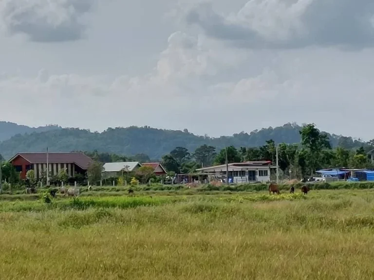 ขายที่ดินสำหรับคนรักเขา วิวธรรมชาติ เริ่มขนาด 1 ไร่ สด ผ่อน ได้ เขาเพิ่ม บ้านนา นครนายก