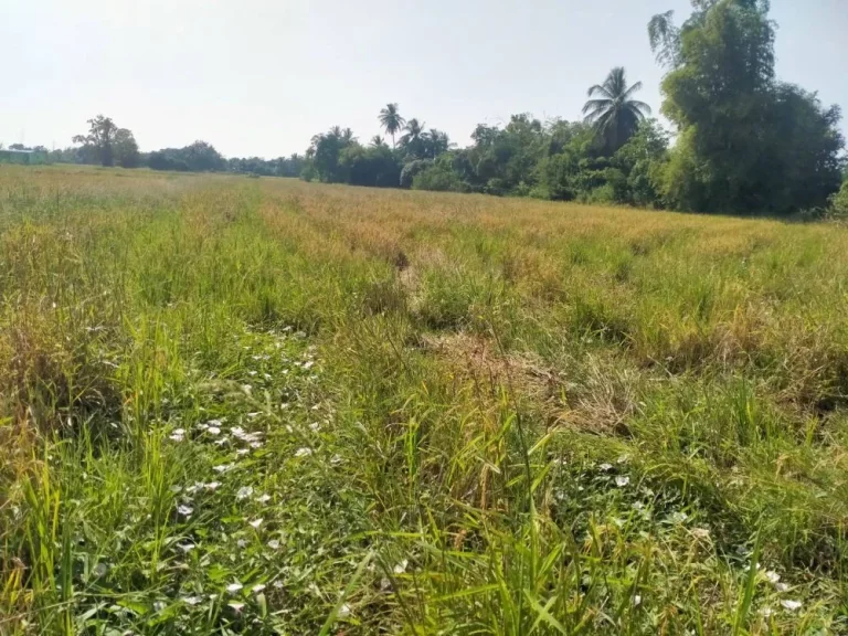 ที่ดินเงินผ่อน คลองสิบบาท ตบึงพระ อเมือง จพิษณุโลก