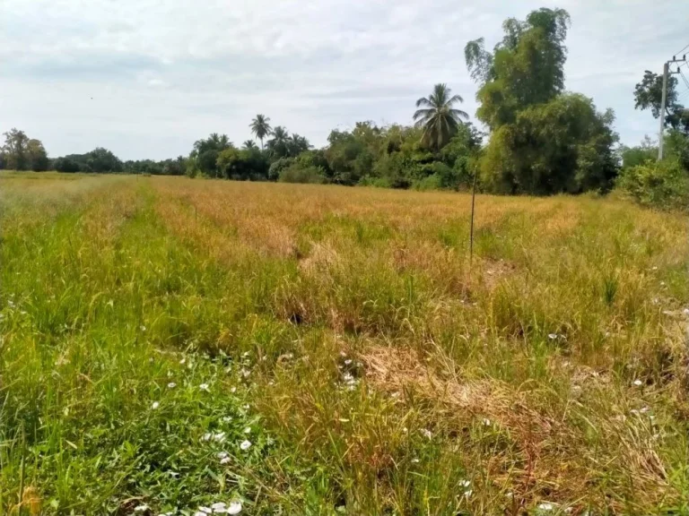 ที่ดินเงินผ่อน คลองสิบบาท ตบึงพระ อเมือง จพิษณุโลก