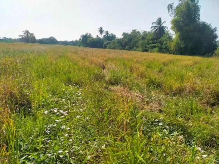 ที่ดินเงินผ่อน คลองสิบบาท ตบึงพระ อเมือง จพิษณุโลก