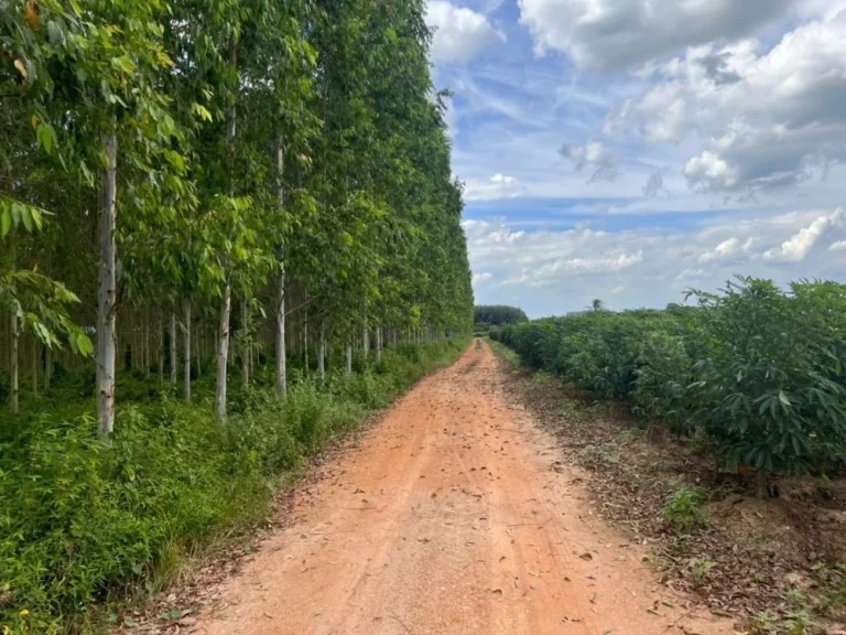 ขายที่ดินพนัสนิคม ชลบุรี เดินทางสะดวก ใกล้ทางหลวงยุทธศาสตร์สัตหีบ-พนมสารคาม