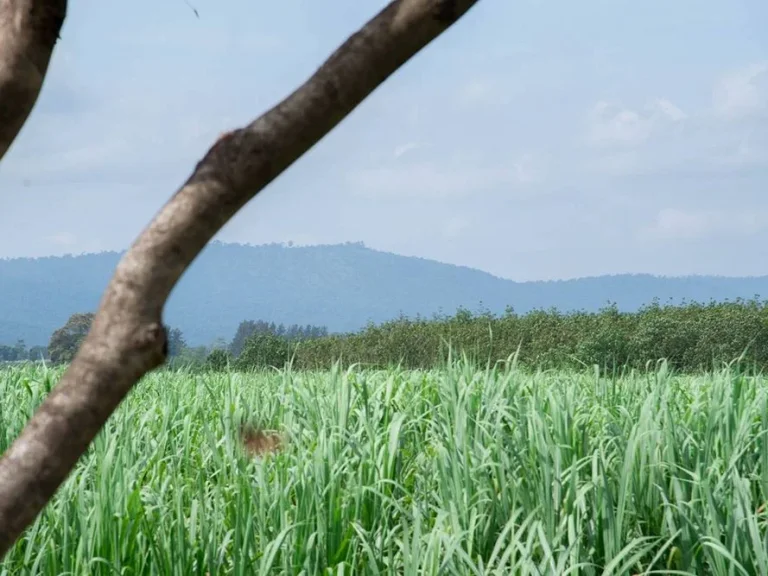 ขายที่ดินทำเลดี วิวเขาใหญ่ เดินทางสะดวก ปากช่อง นครราชสีมา