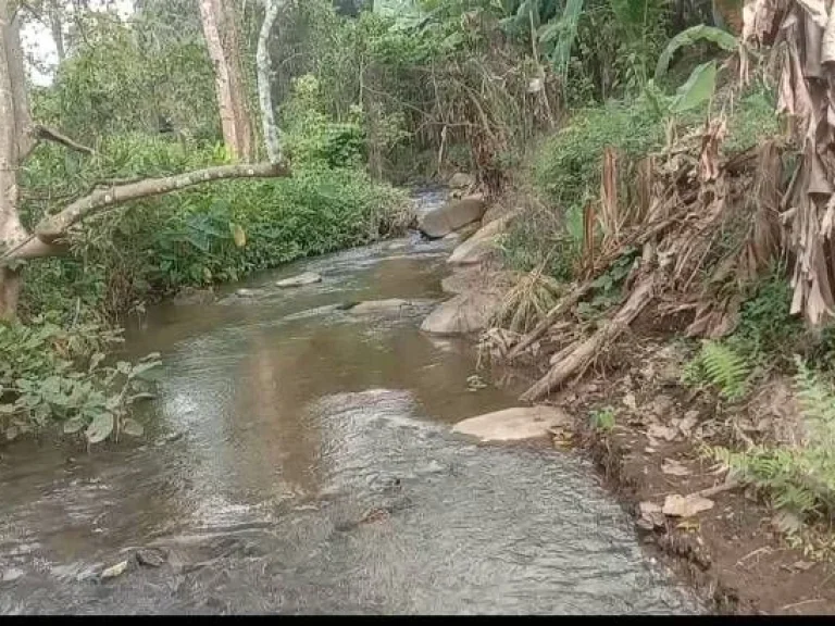 ขายที่ดินบ้านปงหางดงติดลำธารน้ำไหลยาว100เมตรพร้อมโอน