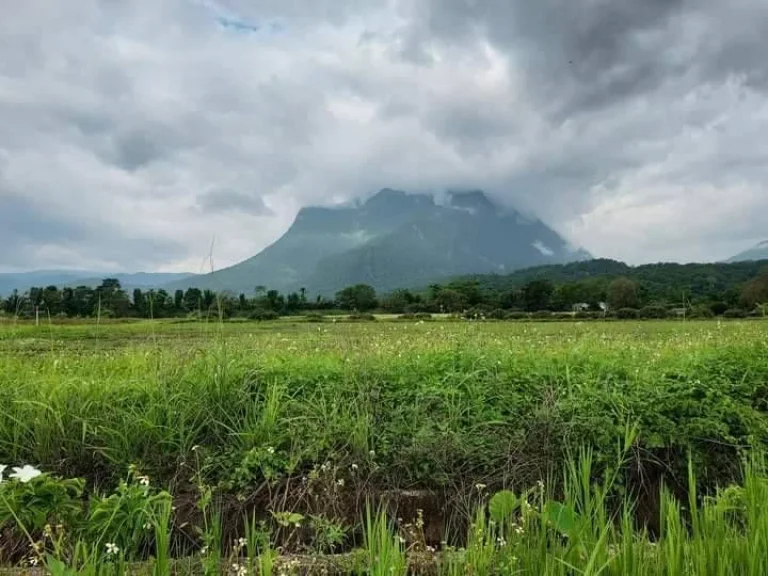 ขายที่ดินเห็นวิวดอยหลวงชัดเจนแถวบ้านทุ่งละครเชียงดาวโฉนดพร้อมโอน