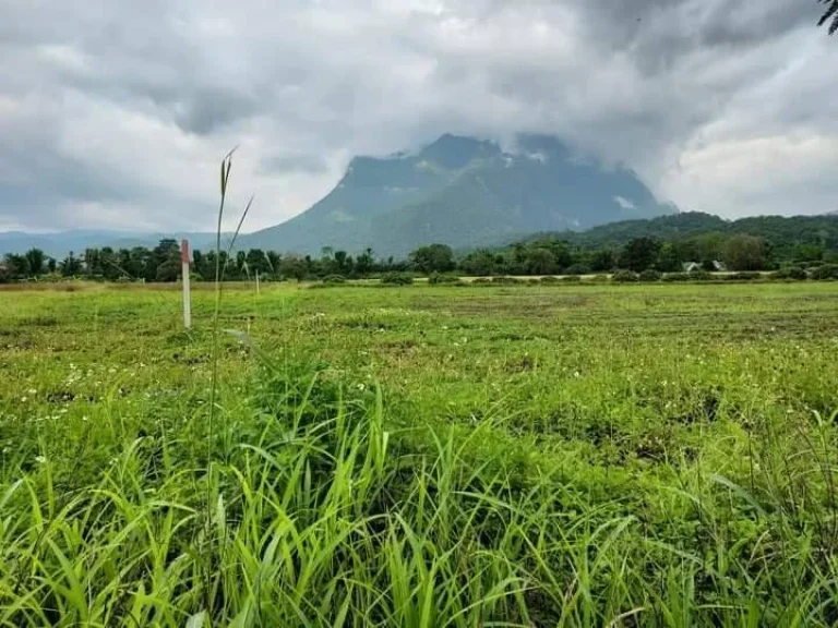 ขายที่ดินเห็นวิวดอยหลวงชัดเจนแถวบ้านทุ่งละครเชียงดาวโฉนดพร้อมโอน