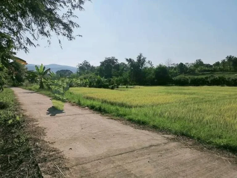 ขายที่นาติดถนนบ้านสบเปิงแม่แตงวิวดอยโฉนดพร้อมโอนราคาถูก