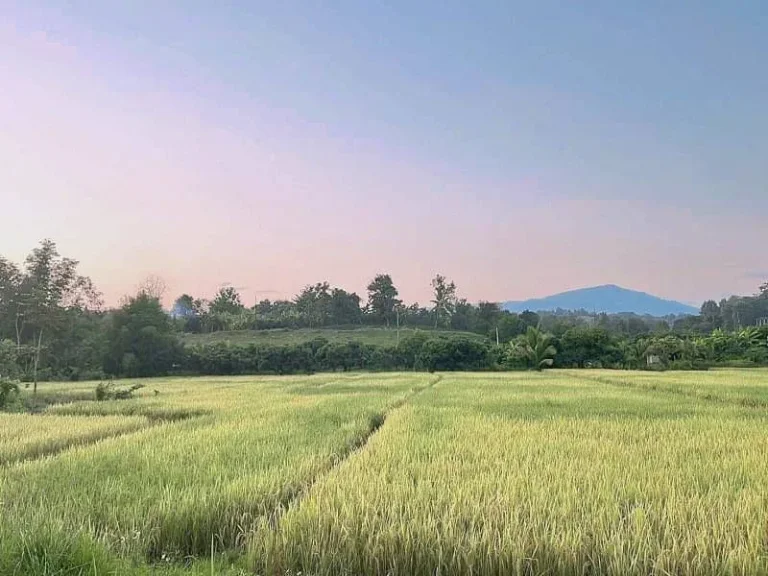 ขายที่นาติดถนนบ้านสบเปิงแม่แตงวิวดอยโฉนดพร้อมโอนราคาถูก