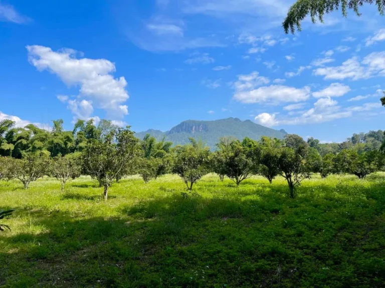 ที่ดินสวยเชียงดาว 39 ไร่ ตำบลปิงโค้ง อำเภอเชียงดาว จังหวัดเชียงใหม่ รับชมวิวพระอาทิตย์ตกบนยอดดอยหลวง