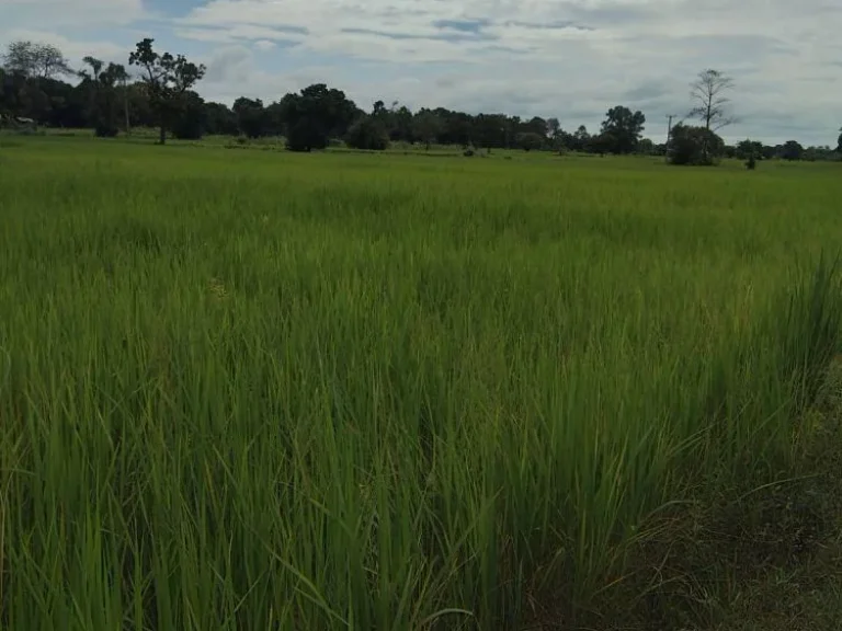 ขายที่ดินด่วน บ้านโพนทอง ตแขม ออุทุมพรพิสัย จศรีสะเกษ