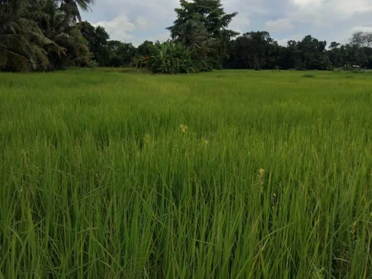 ขายที่ดินด่วน บ้านโพนทอง ตแขม ออุทุมพรพิสัย จศรีสะเกษ